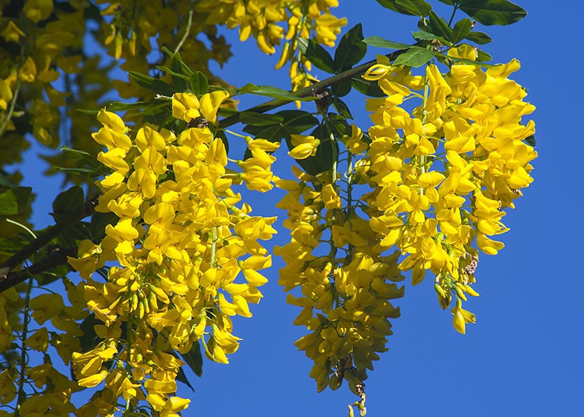 Golden Chain Tree in Bloom